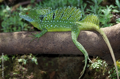 Schilderij op canvas GREEN BASILISK LIZARD OR DOUBLE-CRESTED BASILISK LIZARD basiliscus plumifrons, A