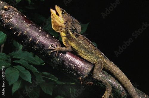 BROWN BASILISK LIZARD basiliscus vittatus, ADULT STANDING ON BRANCH photo