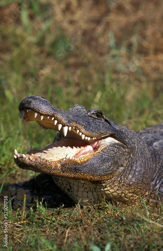 AMERICAN ALLIGATOR alligator mississipiensis  ADULT WITH OPEN MOUTH REGULATING BODY TEMPERATURE