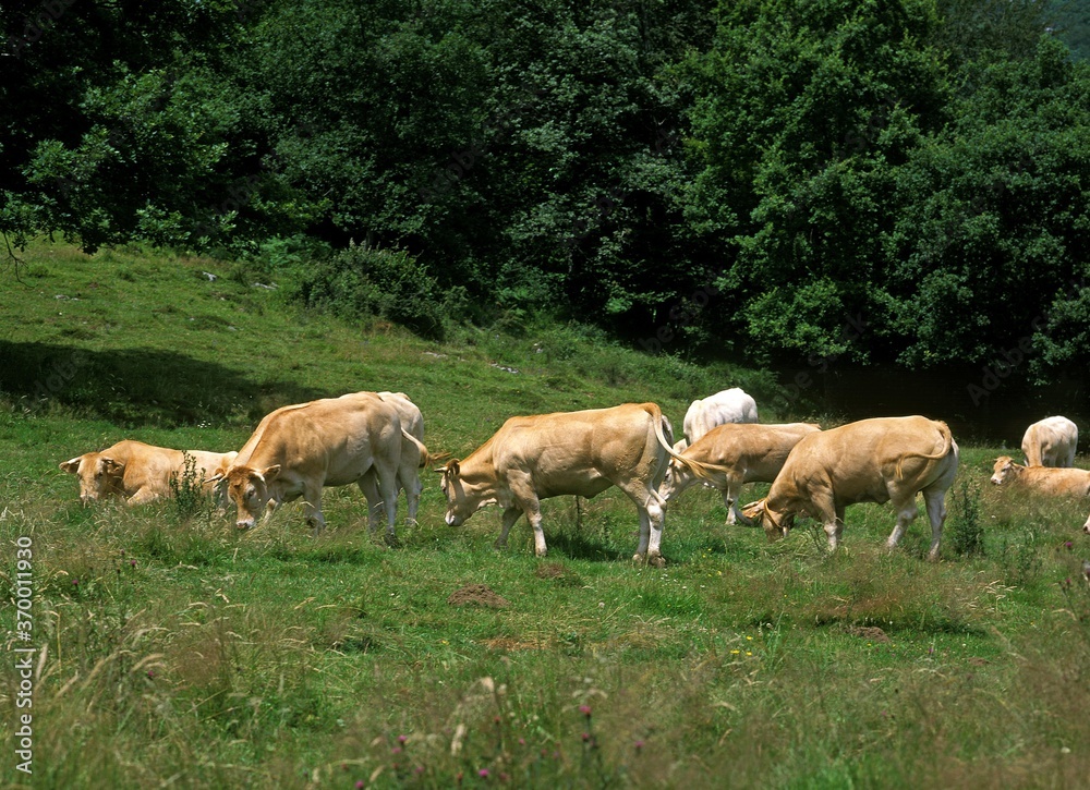 FRENCH CATTLE CALLED BLONDE D'AQUITAINE, HERD EATING GRASS FRENCH CATTLE CALLED BLONDE D'AQUITAINE, HERD EATING GRASS
