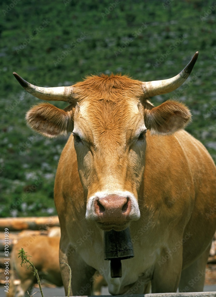FRENCH CATTLE CALLED BLONDE D'AQUITAINE, COW WITH BELL FRENCH CATTLE CALLED BLONDE D'AQUITAINE, COW WITH BELL