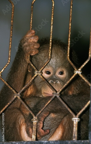 Photography ORANG UTAN pongo pygmaeus, YOUNG IN CAGE AT THE ZOO