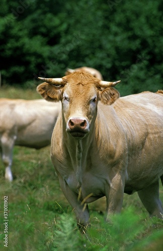FRENCH CATTLE CALLED BLONDE D'AQUITAINE