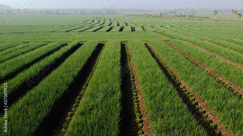 the beauty of the onion fields in the morning