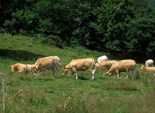 FRENCH CATTLE CALLED BLONDE D'AQUITAINE, HERD EATING GRASS