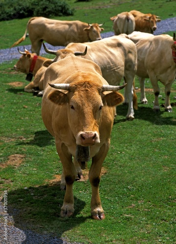 FRENCH CATTLE CALLED BLONDE D AQUITAINE  HERD