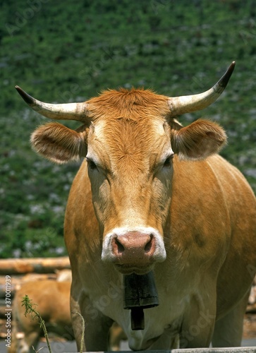 FRENCH CATTLE CALLED BLONDE D AQUITAINE  COW WITH BELL