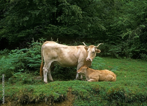 PYRENEAN CATTLE CALLED BLONDE DES PYRENEES, A FRENCH BREED, COW WITH CALF © slowmotiongli