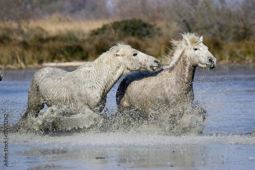 CAMARGUE HORSE  PAIR GALOPPING IN SWAMP  SAINTES MARIE DE LA MER IN SOUTH OF FRANCE