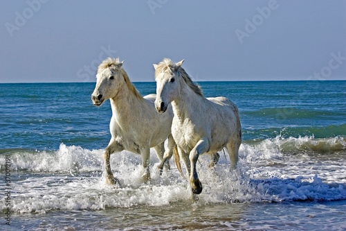 Fototapeta Naklejka Na Ścianę i Meble -  CAMARGUE HORSE, PAIR WALKING ON BEACH, SAINTES MARIE DE LA MER IN SOUTH OF FRANCE