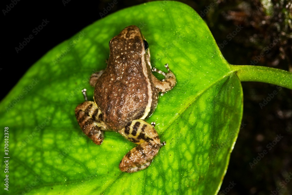 Obraz premium POISON DART FROG colostethus infraguttatus, ADULT STANDING ON LEAF, ECUADOR