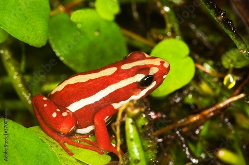 PHANTASMAL POISON FROG epipedobates tricolor, ADULT photo