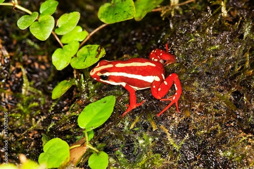 PHANTASMAL POISON FROG epipedobates tricolor, ADULT photo