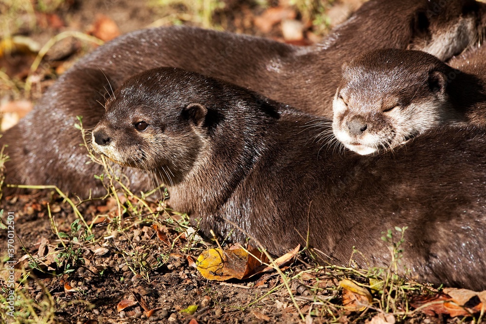 SHORT CLAWED OTTER aonyx cinerea, GROUP RESTING