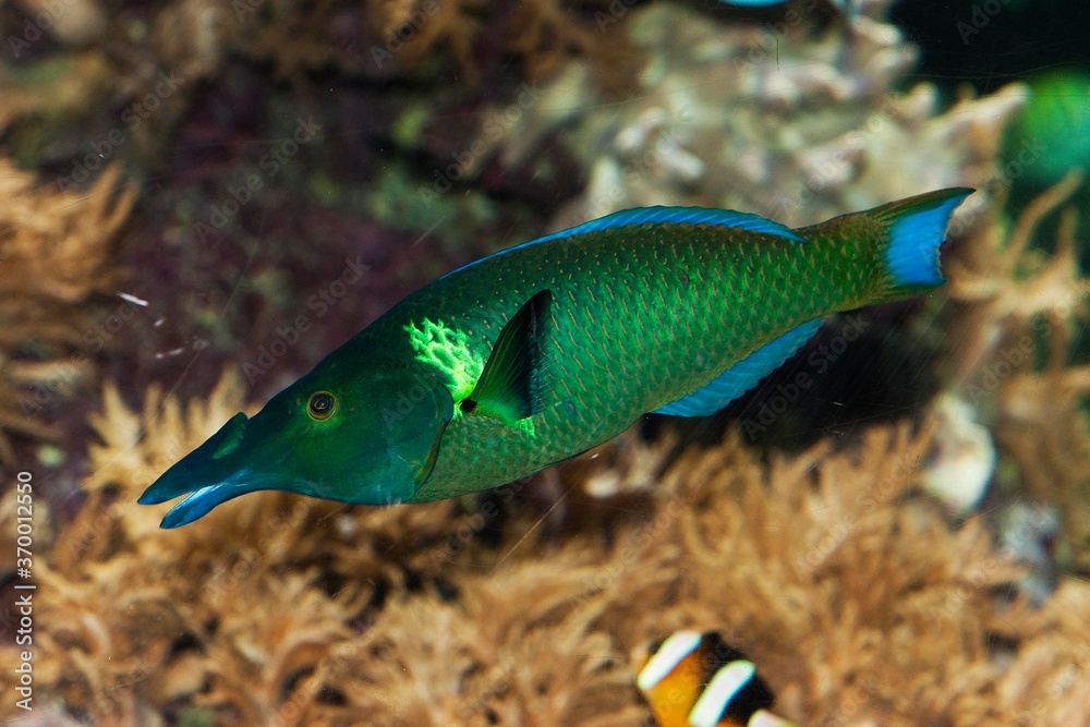 BIRD WRASSE gomphosus varius, ADULT BIRD WRASSE gomphosus varius, ADULT