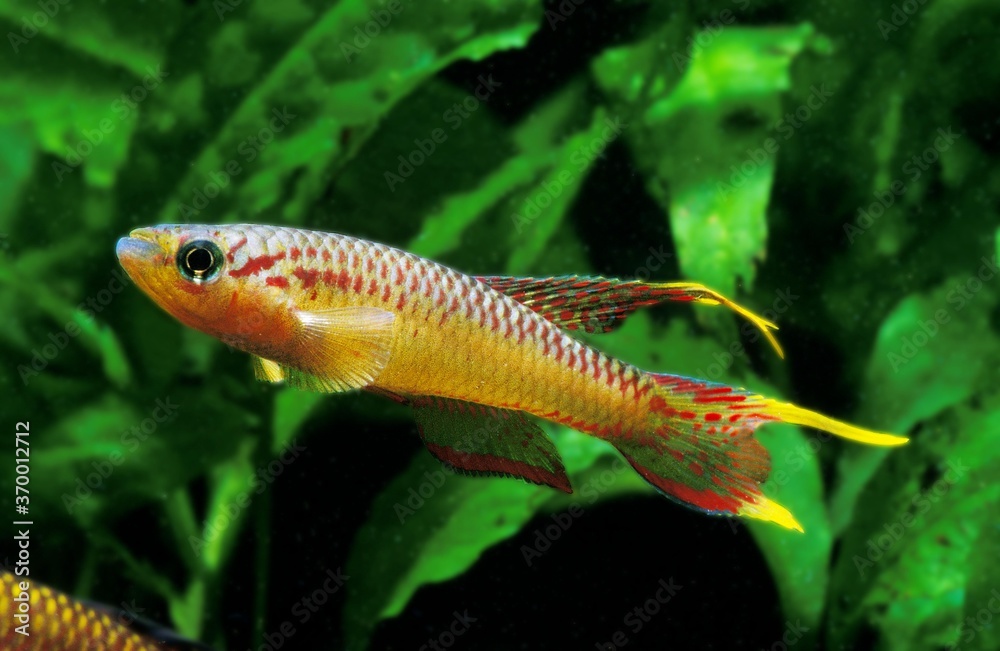 SPLENDID KILLIFISH aphyosemion splendopleure, ADULT SPLENDID KILLIFISH aphyosemion splendopleure, ADULT