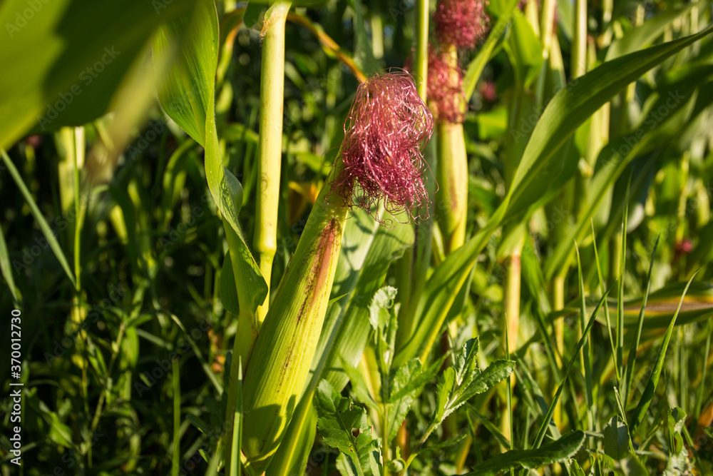 Corn field in the evening sun: corn almost ready for the harvest Corn field in the evening sun: corn almost ready for the harvest