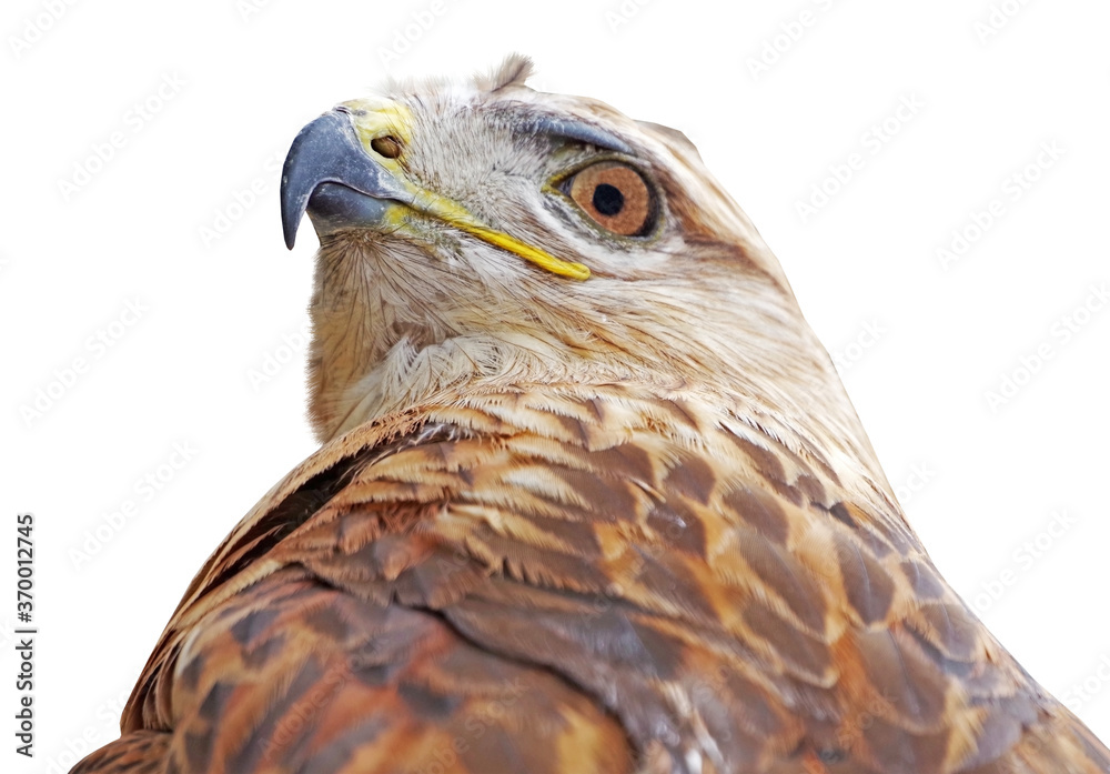 Obraz premium beautiful mountain eagle