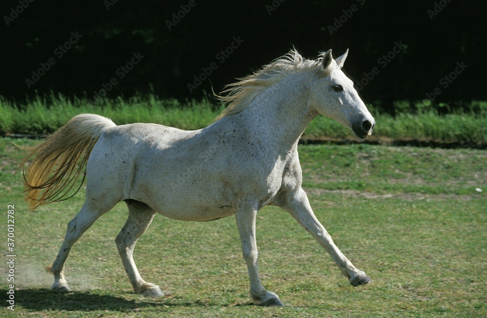 LIPIZZAN HORSE, ADULT GALLOPING IN A PADDOCK LIPIZZAN HORSE, ADULT GALLOPING IN A PADDOCK