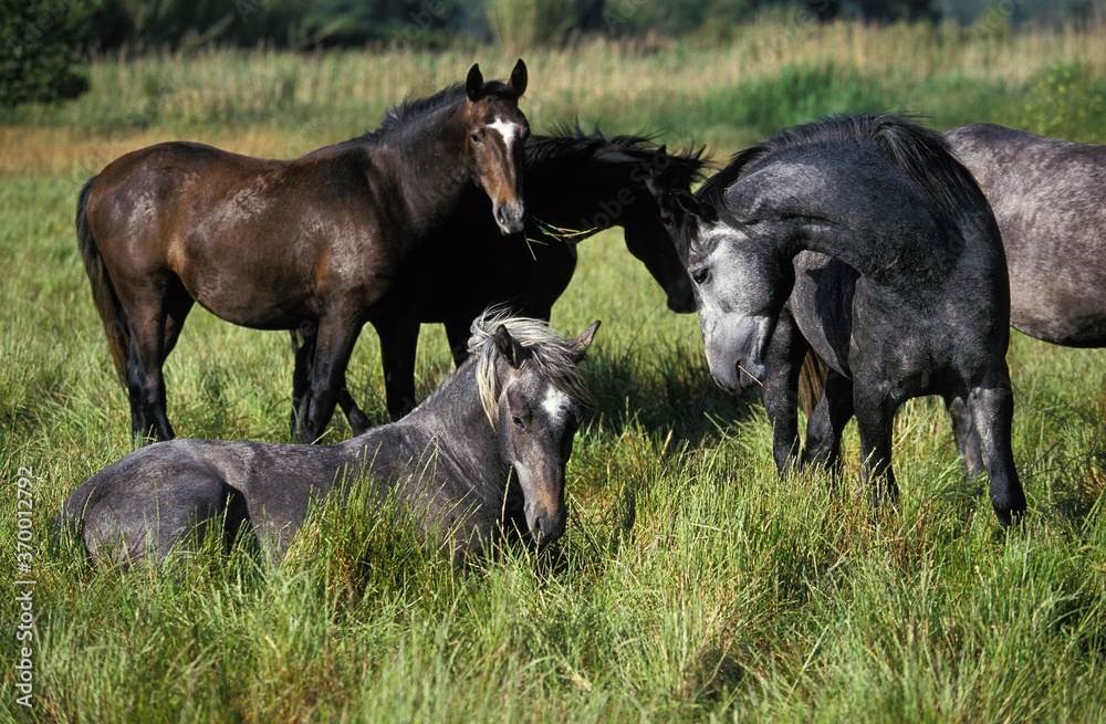 Fototapeta premium LIPIZZAN HORSE, GROUP RESTING IN A PADDOCK