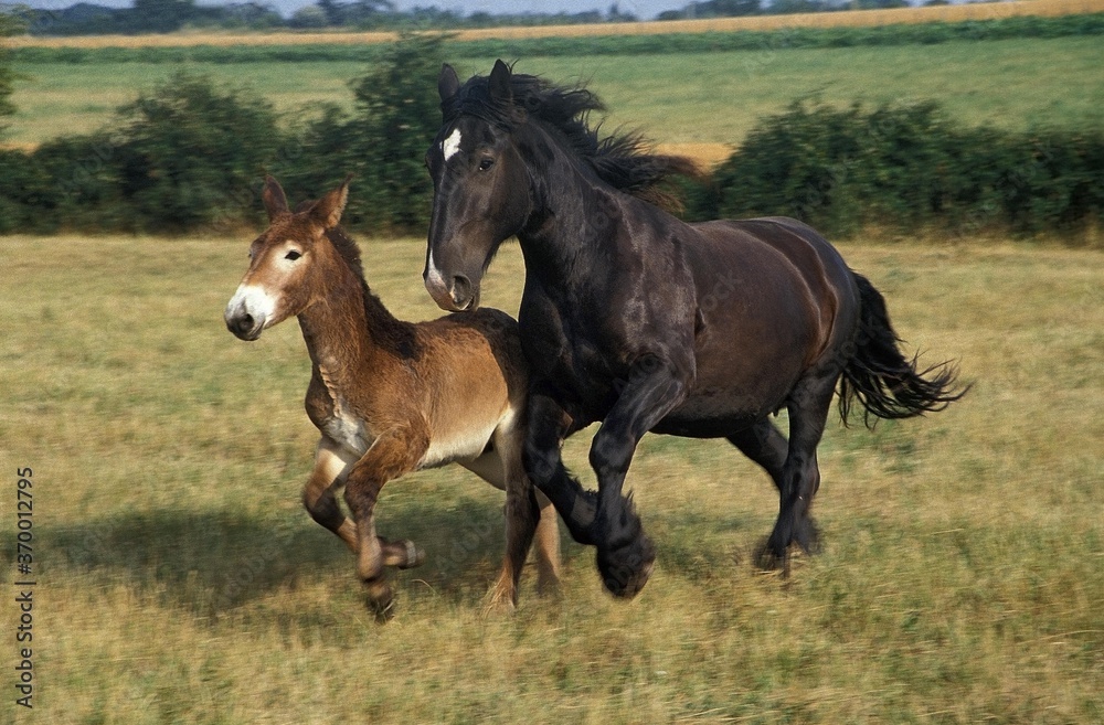 MULASSIERE DU POITOU AND MULE, MARE WITH FOAL MULASSIERE DU POITOU AND MULE, MARE WITH FOAL