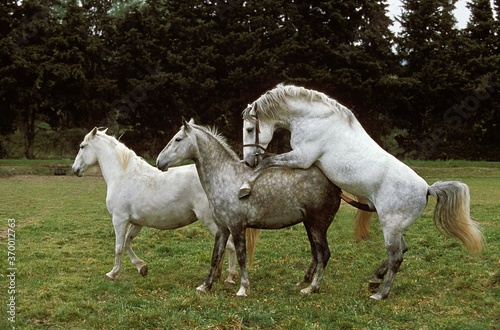 LIPIZZAN HORSE, MARE AND STALLION MATING