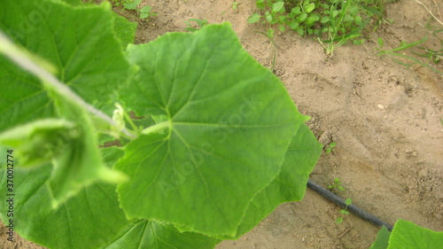 Cucumber leaf (eligible for image processing )
Camera: Canon DIGITAL IXUS 75 photo