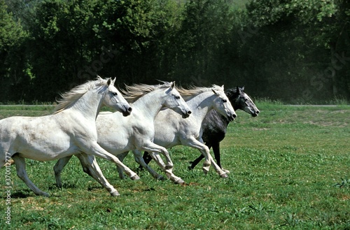 LIPIZZAN HORSE, HERD GALLOPING IN A PADDOCK