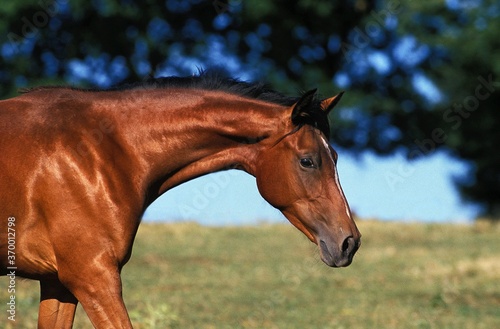 ARABIAN HORSE, PORTRAIT OF ADULT