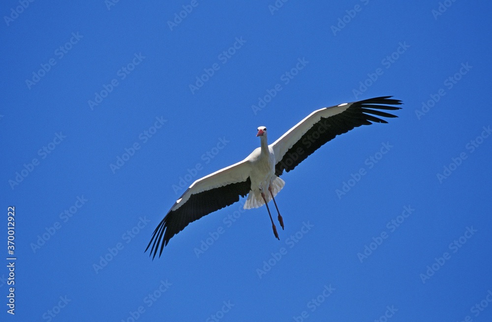 Fototapeta premium WHITE STORK ciconia ciconia, ADULT IN FLIGHT