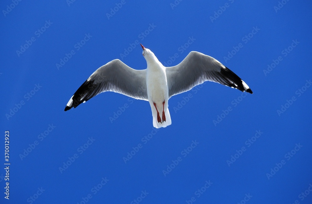 Obraz premium PACIFIC GULL larus pacificus, ADULT IN FLIGHT, AUSTRALIA