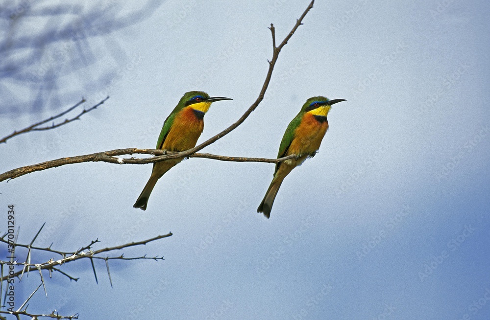 LITTLE BEE EATER merops pusillus, ADULTS STANDING ON BRANCH, KENYA LITTLE BEE EATER merops pusillus, ADULTS STANDING ON BRANCH, KENYA