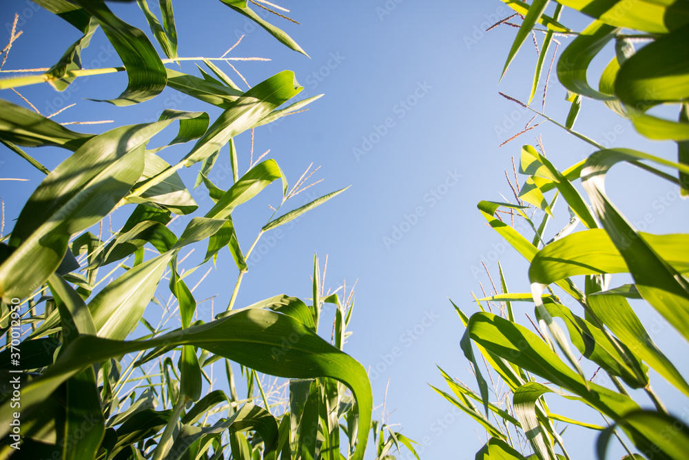 Corn field in the evening sun: corn almost ready for the harvest Corn field in the evening sun: corn almost ready for the harvest
