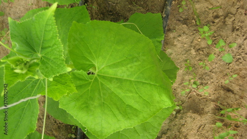 Cucumber leaf (eligible for image processing ) Camera: Canon DIGITAL IXUS 75