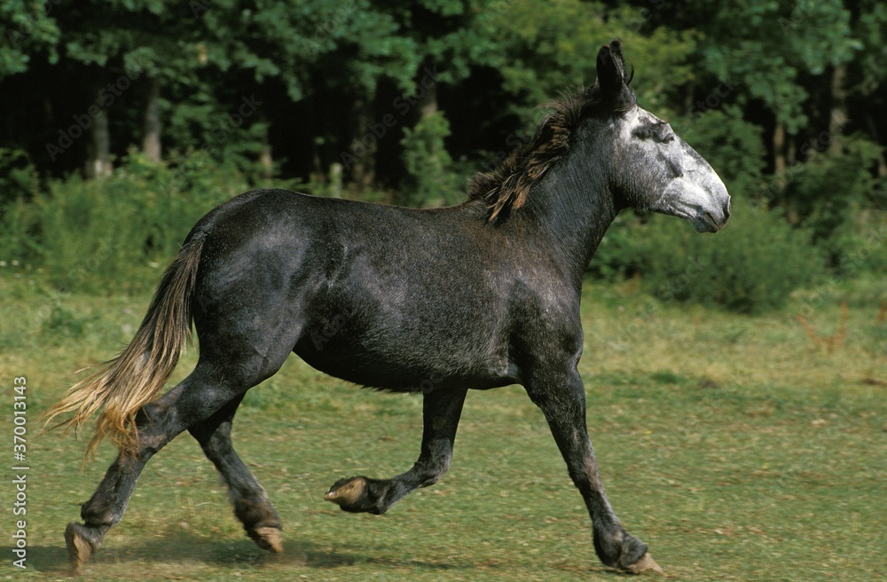 MULE, CROSSBREED OF A MALE DONKEY AND A FEMALE HORSE