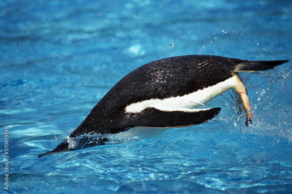 GENTOO PENGUIN pygoscelis papua, ADULT SWIMMING