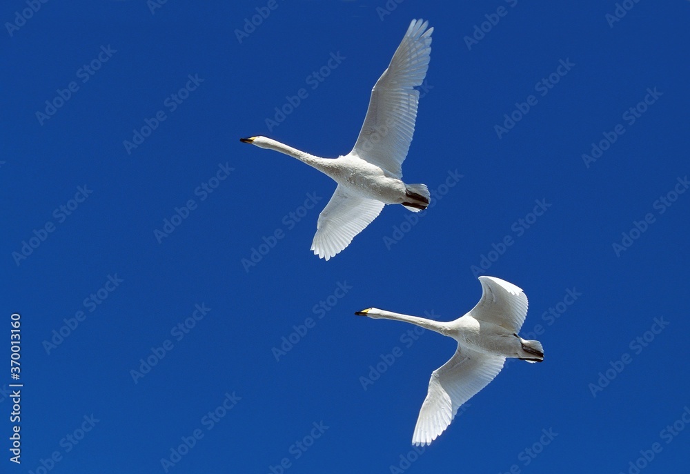WHOOPER SWAN cygnus cygnus, ADULTS IN FLIGHT, HOKKAIDO ISLAND IN JAPAN WHOOPER SWAN cygnus cygnus, ADULTS IN FLIGHT, HOKKAIDO ISLAND IN JAPAN