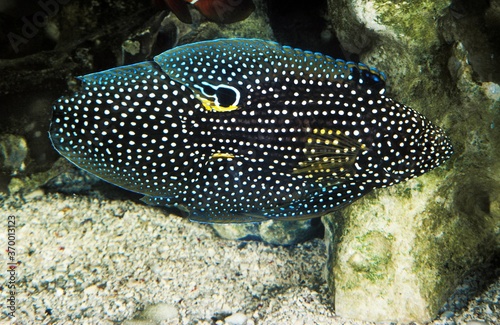 COMET FISH calloplesiops altivelis, ADULT © slowmotiongli