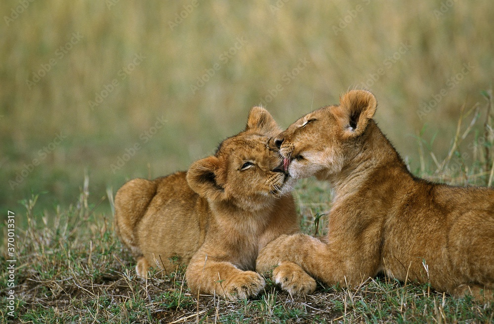 Naklejka premium AFRICAN LION panthera leo, CUB LICKING, KENYA