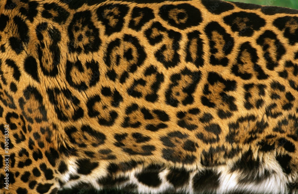 JAGUAR panthera onca, CLOSE-UP OF FUR, ADULT JAGUAR panthera onca, CLOSE-UP OF FUR, ADULT