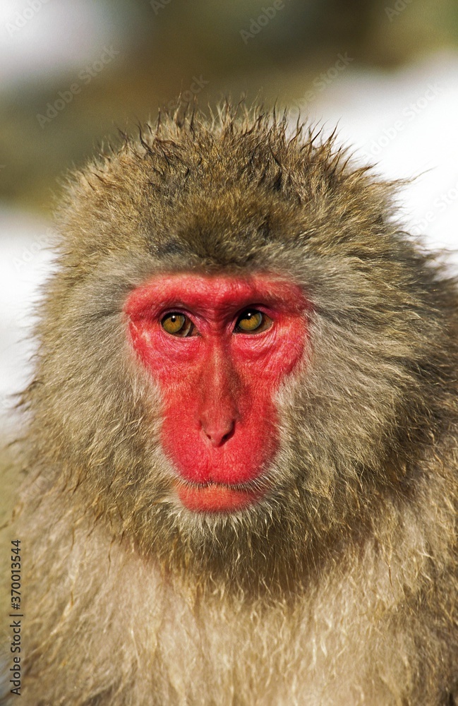 JAPANESE MACAQUE macaca fuscata, PORTRAIT OF ADULT, HOKKAIDO ISLAND IN JAPAN JAPANESE MACAQUE macaca fuscata, PORTRAIT OF ADULT, HOKKAIDO ISLAND IN JAPAN