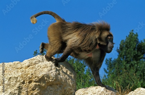 GELADA BABOON theropithecus gelada, MALE STANDING ON ROCKS