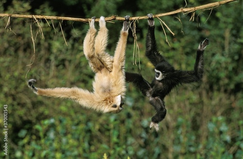 WHITE-HANDED GIBBON hylobates lar, ADULTS HANGING FROM LIANA