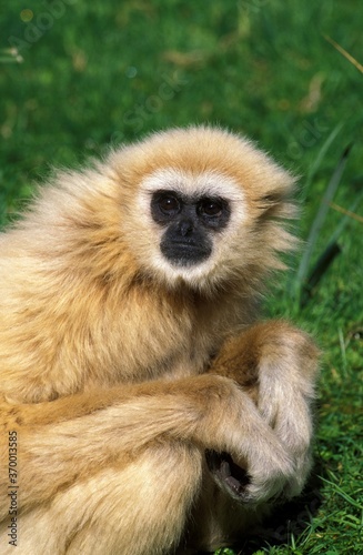 WHITE-HANDED GIBBON hylobates lar, PORTRAIT OF FEMALE