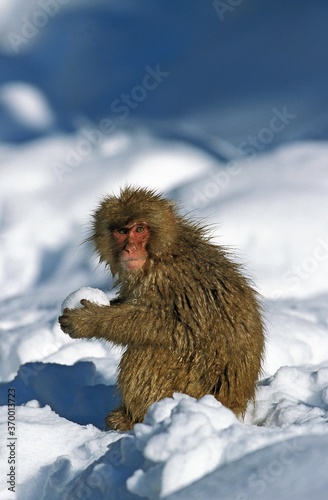 Fotografi JAPANESE MACAQUE macaca fuscata, ADULT PLAYING WITH SNOW BALL, HOKKAIDO ISLAND I