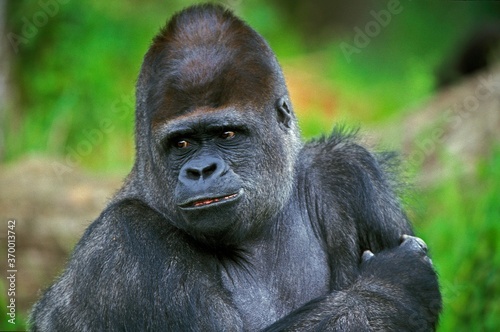 EASTERN LOWLAND GORILLA gorilla gorilla graueri, PORTRAIT OF MALE