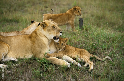AFRICAN LION panthera leo, MOTHER WITH CUB, KENYA
