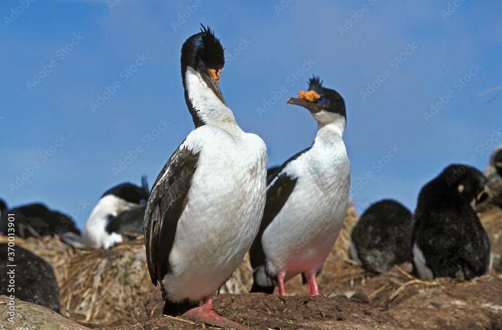 Fototapeta premium IMPERIAL CORMORANT OR KING CORMORANT phalacrocorax atriceps albiventer, COLONY IN ANTARCTICA