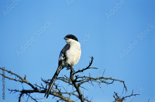 LONG TAILED FISCAL lanius cabanisi, ADULT PERCHED ON BRANCH, KENYA photo