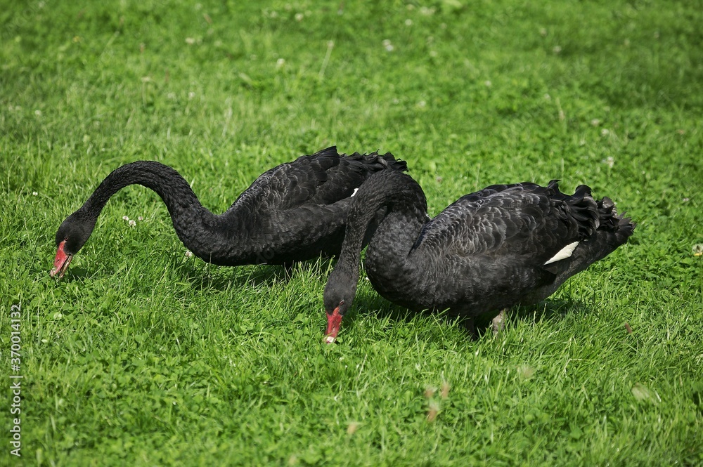 BLACK SWAN cygnus atratus, PAIR EATING GRASS BLACK SWAN cygnus atratus, PAIR EATING GRASS